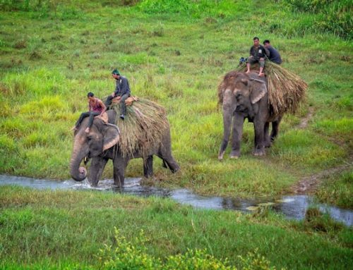 Chitwan National Park Safari: Everything You Need to Know